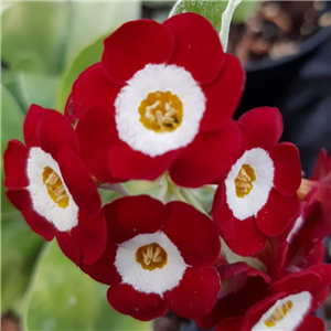 Primula Auricula 'Simply Red'